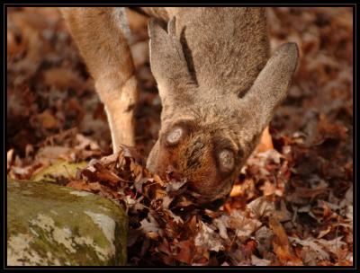 JPG CSB Buck5 DSC_9805.jpg