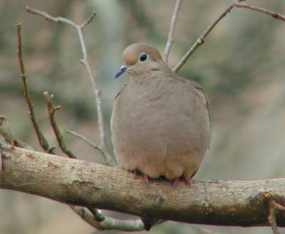 JPG CS Dove P2080814.jpg