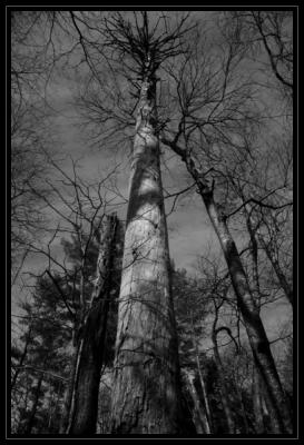JPG BWCS CS Tall DSC_0591.jpg
