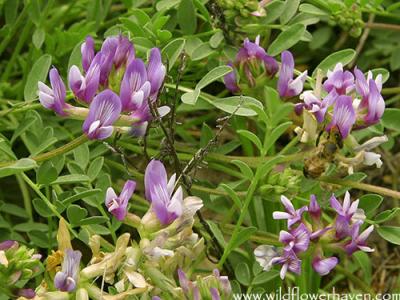 Milk Vetch