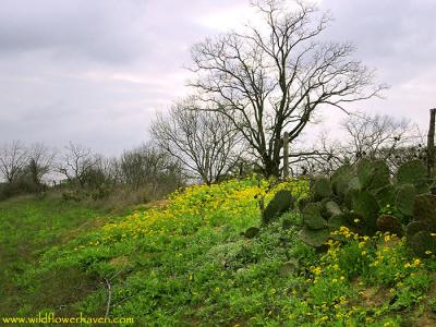 u42/richo/medium/27310509.IMG_5174_huisache_daisy.jpg
