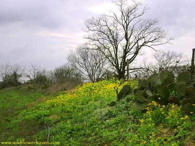 Huisache Daisy