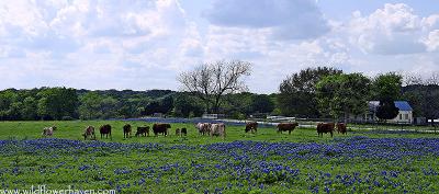 Cows in the Bluebonnets