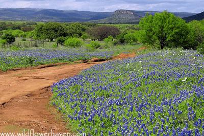Hill Country Bluebonnets