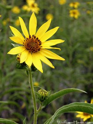 Maximilian Sunflower