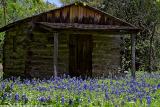Cabin in the Bluebonnets