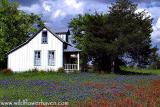 Little House on the Bluebonnets