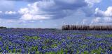 Harvest of Bluebonnets