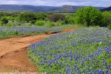 Hill Country Bluebonnets