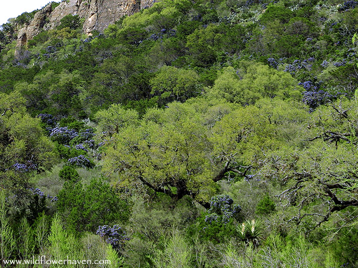 Hillside of Mountain Laurel