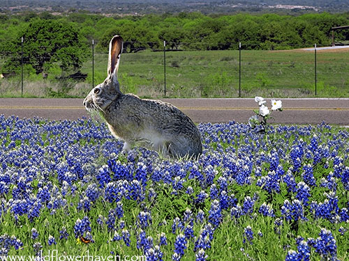 Bunny in the Bluebonnets