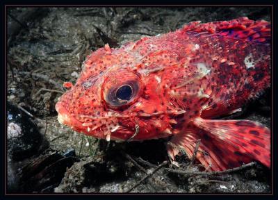 Redondo Scorpionfish