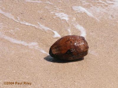 Coconut washed up on the beach