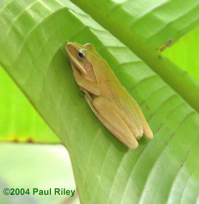 u42/rileyuni/medium/27464299.Treefrogsmall.jpg