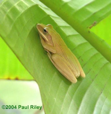 Tree frog small