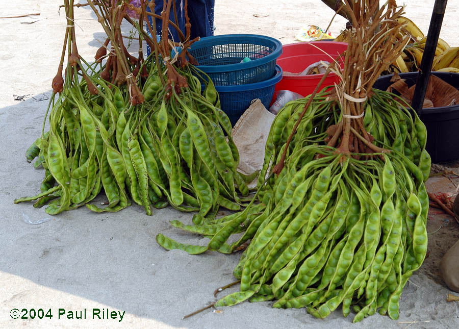 Petai - Twisted Cluster Beans