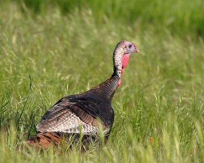 400 mm Canon Turkey Shoot
