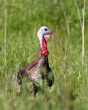 400 mm Canon Turkey Shoot