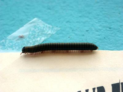 St Nevis - Experimenting with macro - centipede :-)