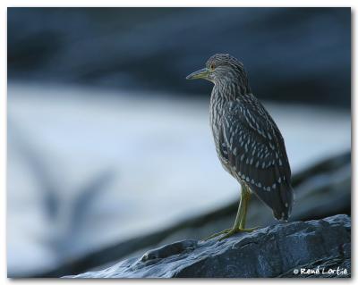 Bihoreau gris / Black-Crowned Night-Heron