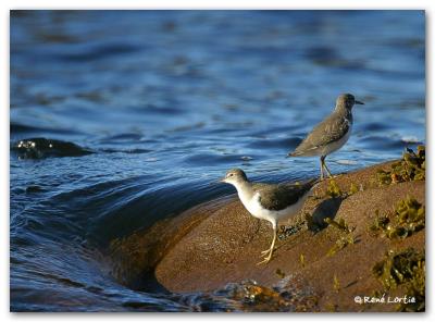 Chevalier grivel / Spotted Sandpiper