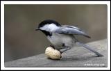 Msange  tte noire / Black-Capped Chickadee