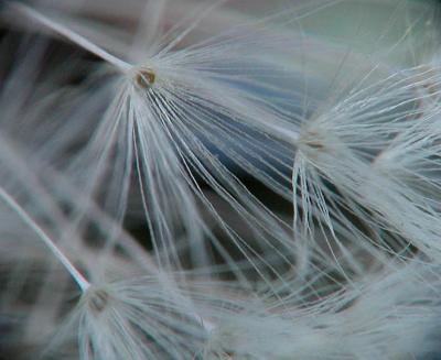 Dandelion parachutes