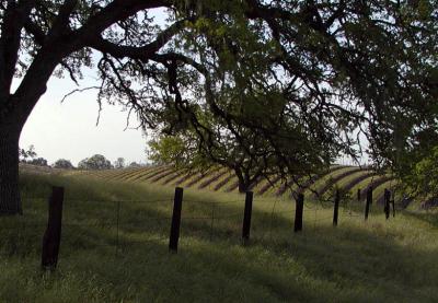 Pasture and vineyard