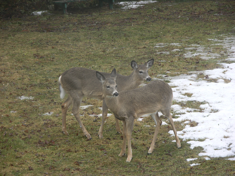 2_Deer.jpg