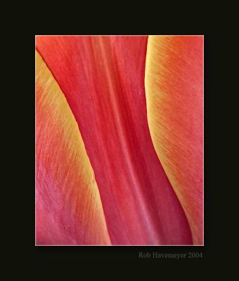 Tulip abstract