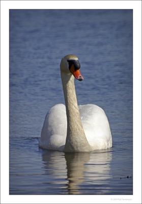 Swan