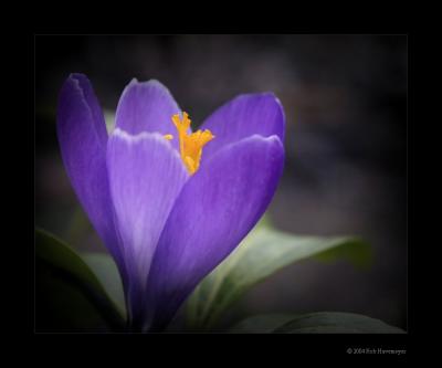 Purple Wold Flower 2