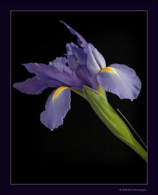 Purple Iris