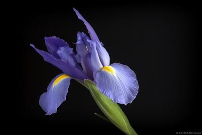 Purple Iris2