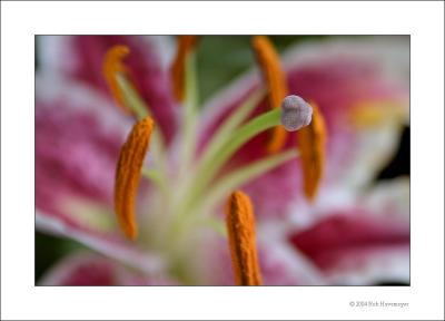 Flower Macro