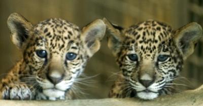 Jaguar Kittens