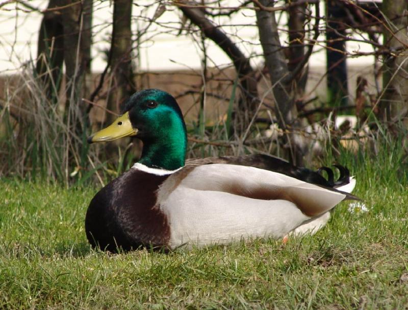 Beautiful male duck