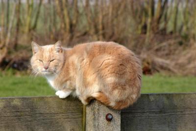Resting at a fence
