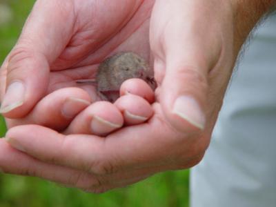 Tiny fieldmouse in my hand