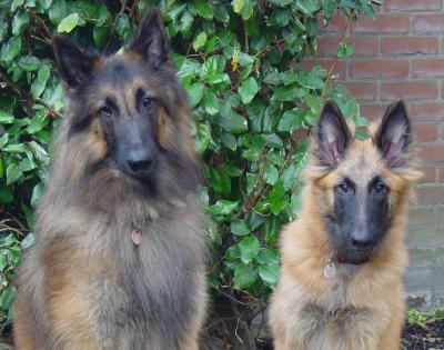 Yasha and Noah, Tervuurense shepherds; they belong to Annemarie's brother Hans and his wife Elly
