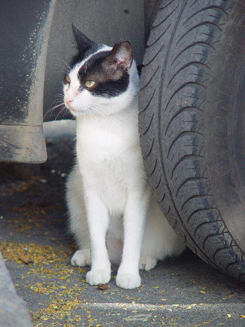 Safe behind carwheel