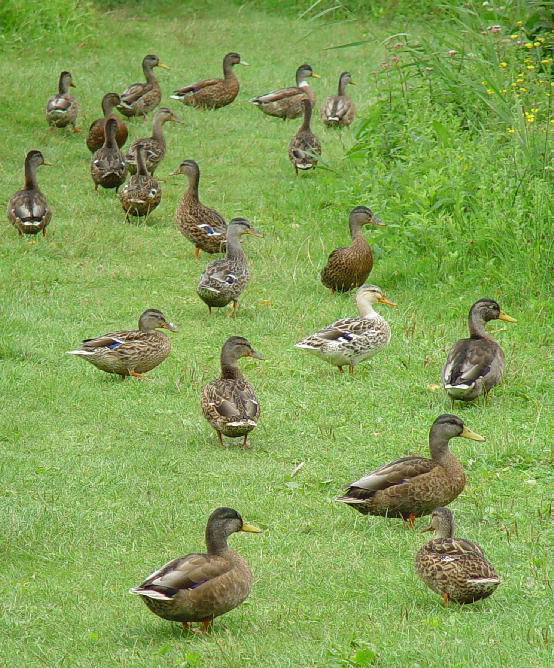 Chaos amongst ducks