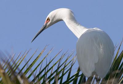 Snowy Egret