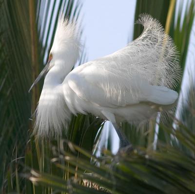 Snowy Egret