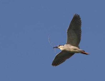 Black-crowned Night-heron