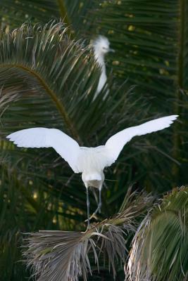 Snowy Egret male lands with twig - female waiting above
