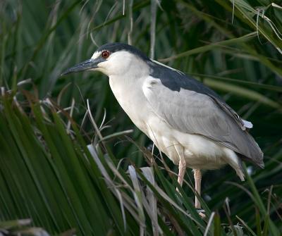 Black-crowned Night-heron : Nycticorax nycticorax