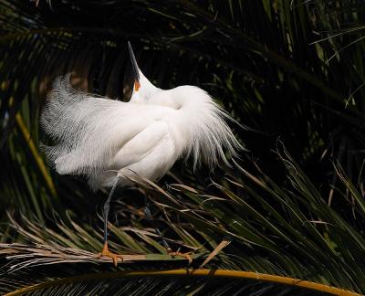 Snowy Egret, display