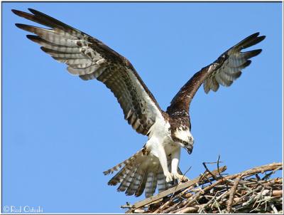 Osprey landing on nest