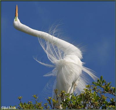 Egret in Plume 3